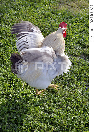 雄鶏 雄鶏 58163974
