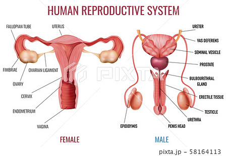 Realistic Human Reproductive System 58164113
