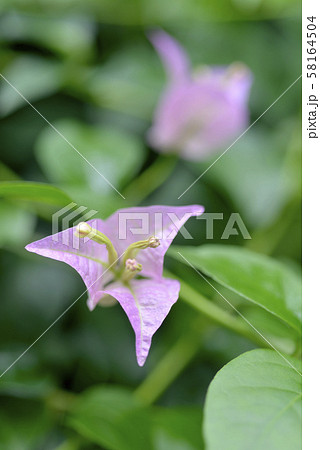 三角の花 三角の花 58164504