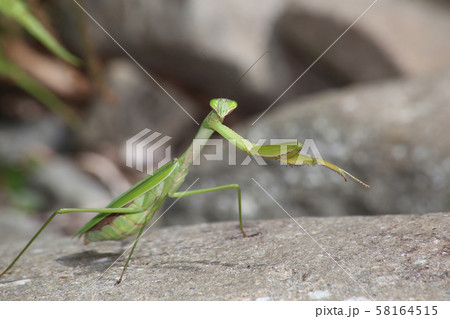 オオカマキリ オオカマキリ 58164515