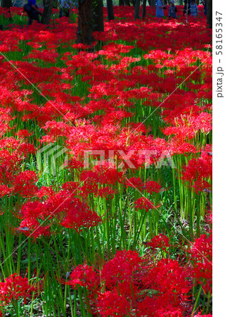 巾着田曼珠沙華公園【埼玉県日高市】 巾着田曼珠沙華公園【埼玉県日高市】 58165347