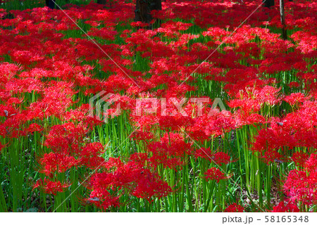 巾着田曼珠沙華公園【埼玉県日高市】 巾着田曼珠沙華公園【埼玉県日高市】 58165348