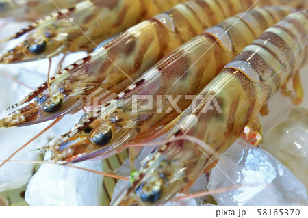 活車エビ 活車エビ 58165370