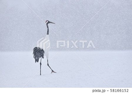 吹雪の給餌場で出会ったタンチョウ(北海道・鶴居) 吹雪の給餌場で出会ったタンチョウ(北海道・鶴居) 58166152