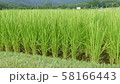 稲穂 58166443