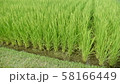 稲穂 58166449