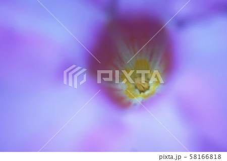 マンデビラ　Mandevilla 58166818