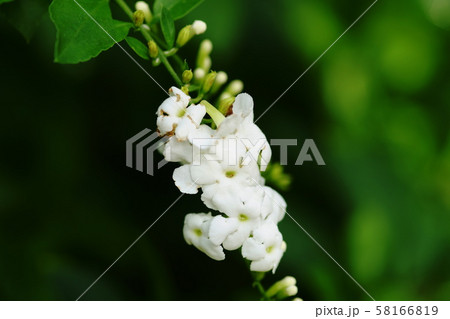 デュランタ golden dewdrop デュランタ golden dewdrop 58166819