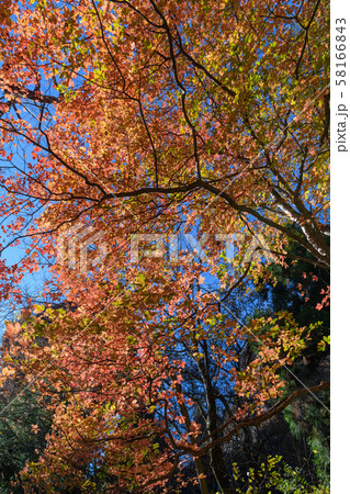 メグスリノキの紅葉 58166843