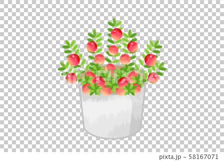 クランベリー クランベリー 58167071