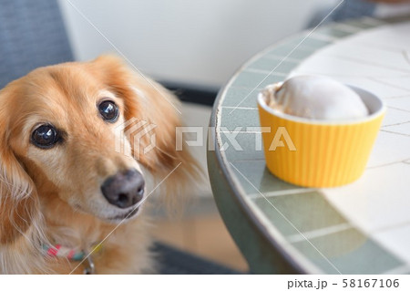 おねだり犬の写真素材