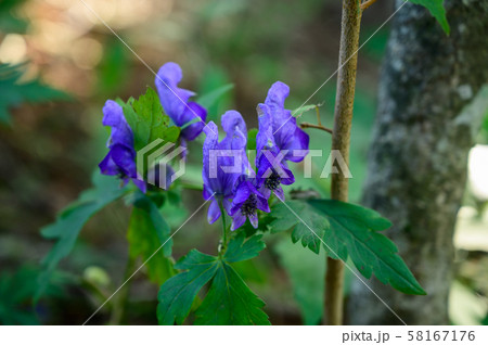 トリカブトの花 トリカブトの花 58167176