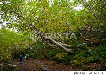 富士山のハイキングコース御中道 富士山のハイキングコース御中道 58167181