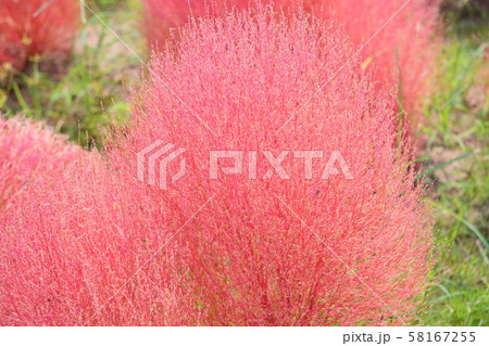 コキア紅葉 58167255
