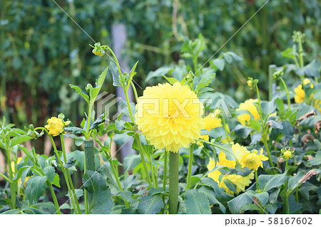 ダリアの花 58167602