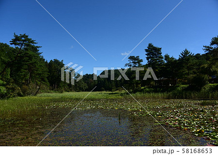 黒澤湿原の羊草池 黒澤湿原の羊草池 58168653