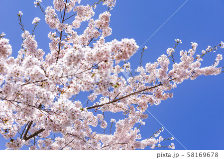 宮城県北部の加護坊山　桜満開 58169678
