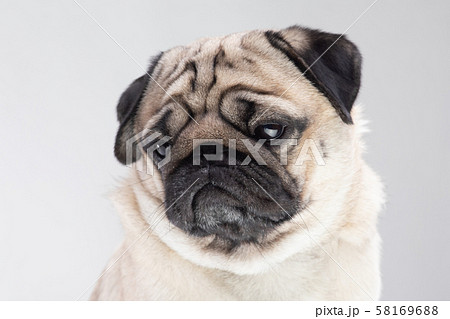 Boring dog pug breed making serious face tried and bored on grey background Boring dog pug breed making serious face tried and bored on grey background 58169688