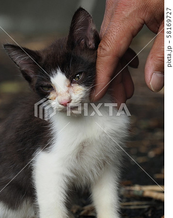 野良猫 仔猫 なつくの写真素材