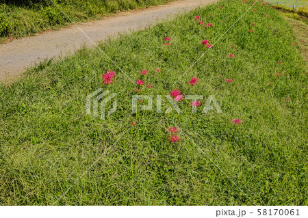 田んぼの土手に咲く彼岸花 58170061