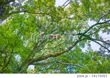 折れた枝がある森の中の風景 58170062