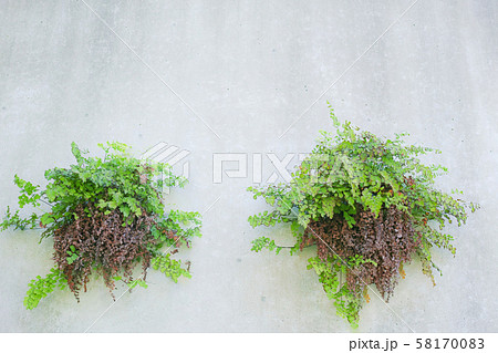 コンクリート擁壁の水抜き穴に生えた植物 58170083
