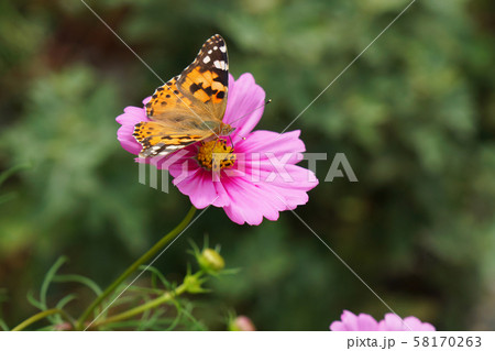 秋、コスモスにヒメアカタテハ（季節か地域変化）の模様 58170263