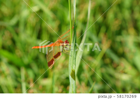 秋の山麓・草原にミヤマアカネ...3 58170269