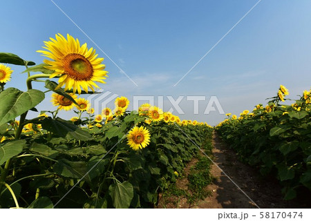 ひまわり3098 58170474