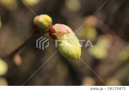 ヒュウガミズキの花 58170875
