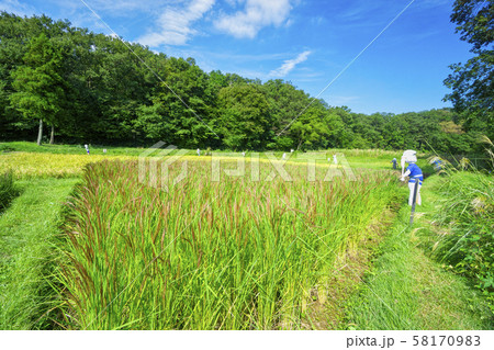 稲刈り直前の岸たんぼ 稲刈り直前の岸たんぼ 58170983