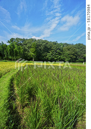 稲刈り直前の岸たんぼ 58170984