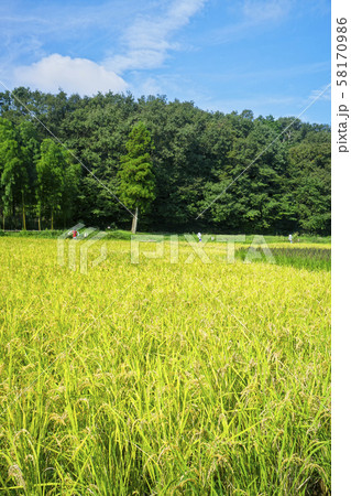 稲刈り直前の岸たんぼ 稲刈り直前の岸たんぼ 58170986