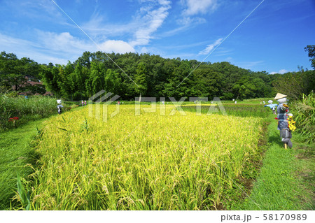 稲刈り直前の岸たんぼ 58170989