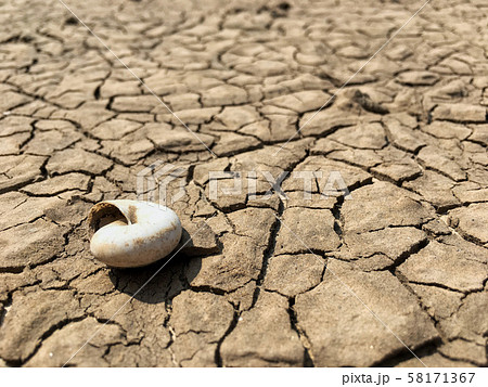Selective focus on shell of dead snail on cracked 58171367
