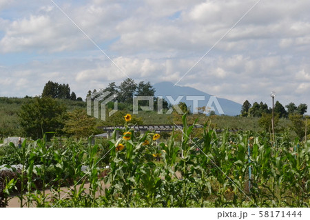 秋の弘前郊外、小栗山農村交流公園から岩木山を望む 秋の弘前郊外、小栗山農村交流公園から岩木山を望む 58171444