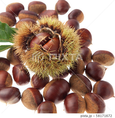 栗　　利平栗 58171672