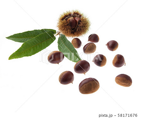 栗　　利平栗 58171676