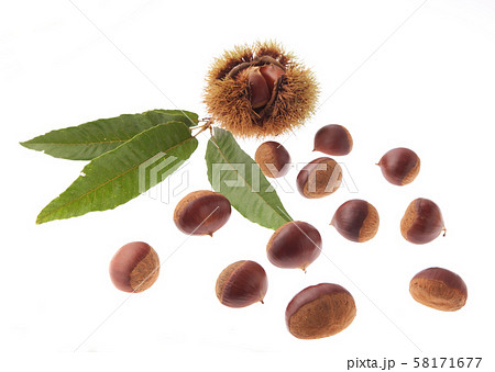 栗　　利平栗 58171677