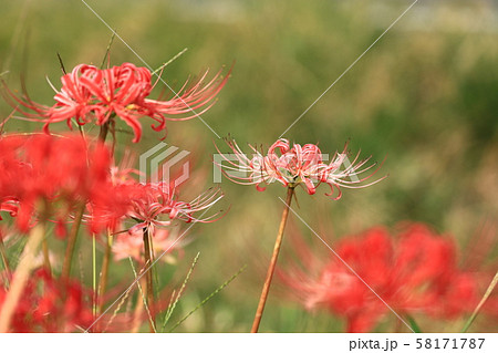 彼岸花4525 58171787