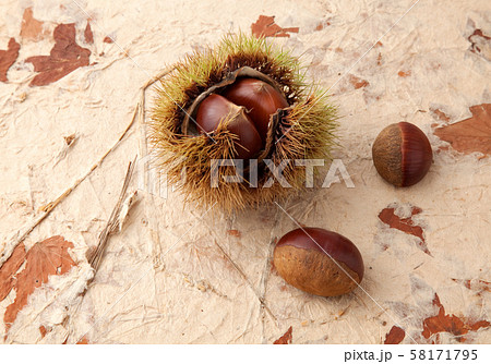 栗　　利平栗 58171795