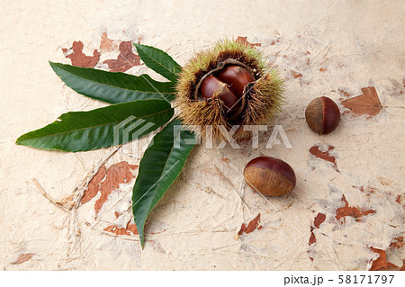 栗　　利平栗 58171797