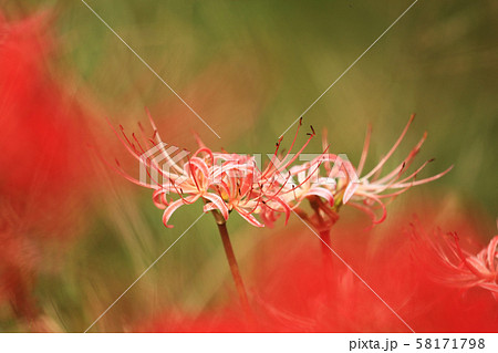 彼岸花4534 58171798