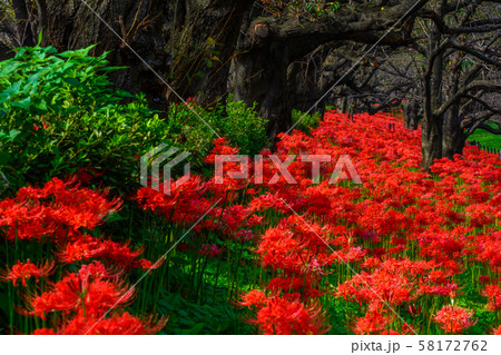 幸手権現堂の彼岸花【埼玉県幸手市】 58172762