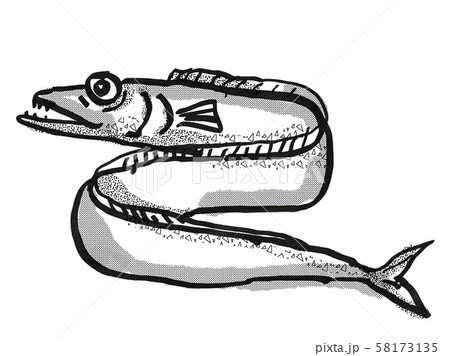 Frostfish New Zealand Fish Cartoon Retro Drawing 58173135