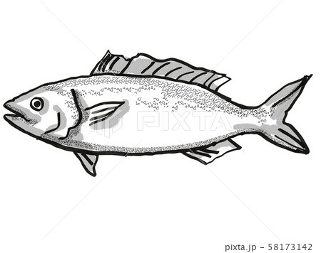 Kahawai New Zealand Fish Cartoon Retro Drawing 58173142