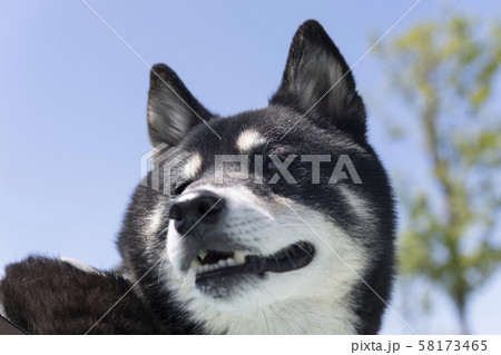 清々しい表情の黒柴犬 清々しい表情の黒柴犬 58173465