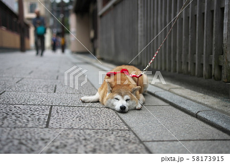 京都の祇園の通りでリラックスする犬の写真素材 [58173915] - PIXTA