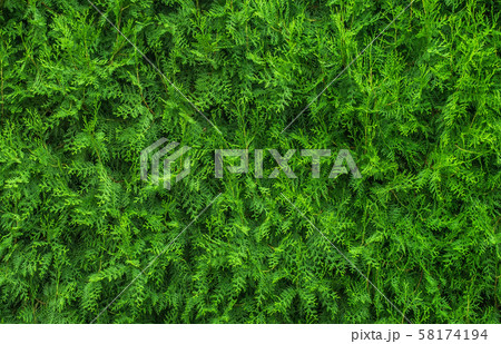 Christmas tree background. Christmas tree background. 58174194