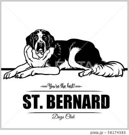 St Bernard Dog Vector Illustration For のイラスト素材